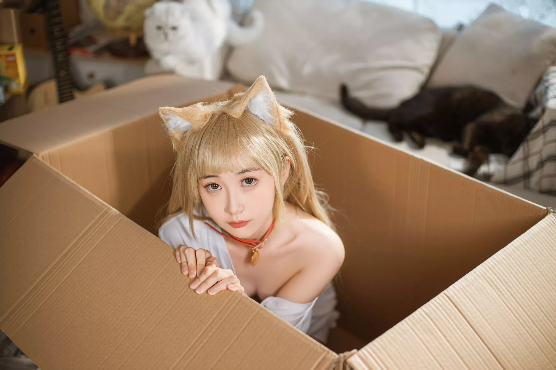 kinngyo《猫Cat》 金鱼 高画质相片组图