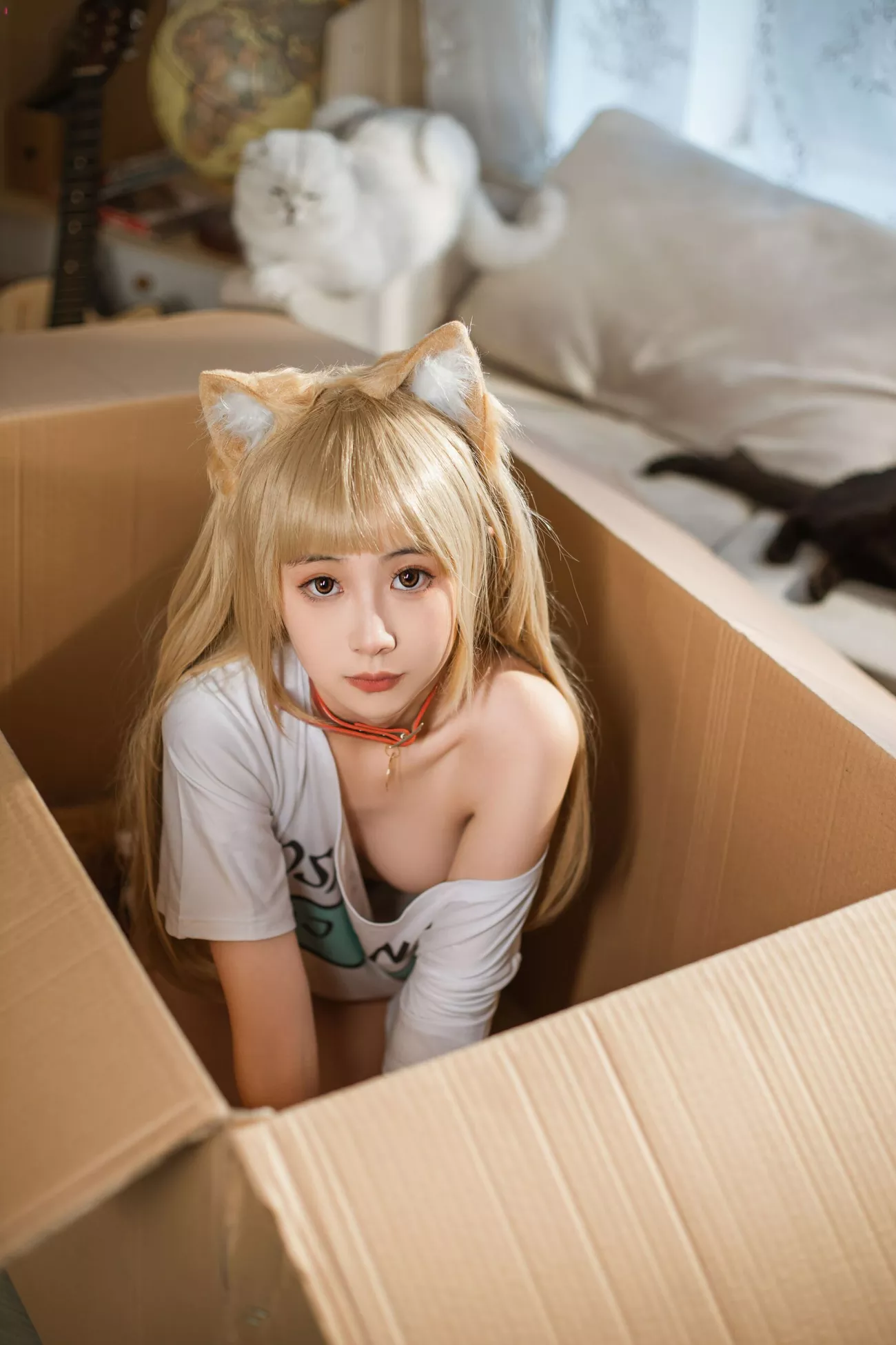 kinngyo《猫Cat》 金鱼 高画质相片组图